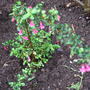 Fuchsia_microphylla