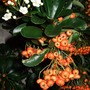 After the frost (Pyracantha)