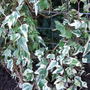 Hedera helix 'Little Diamond' (Hedera helix)