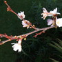 Prunus subhirtella autumnalis 'Rosea' (Prunus subhirtella)