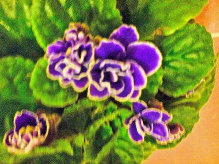 African Violet (Saintpaulia)