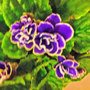 African Violet (Saintpaulia)