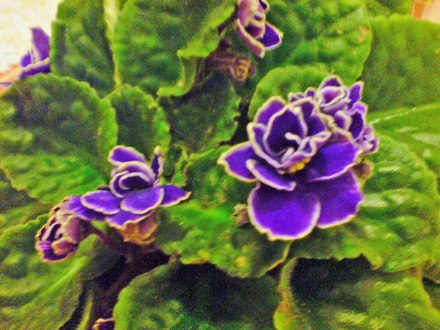 African Violet (Saintpaulia)