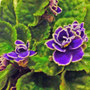 African Violet (Saintpaulia)