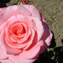 Dscn1347