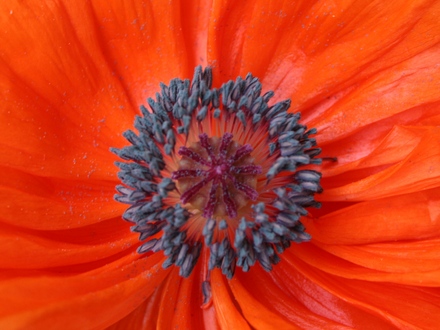 Poppy