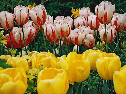 Happy Generation & Yokohama