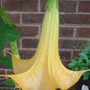 Angels Trumpet (Brugmansia yellow)