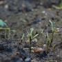 Caterpillar damage