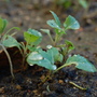 Spring Cabbage