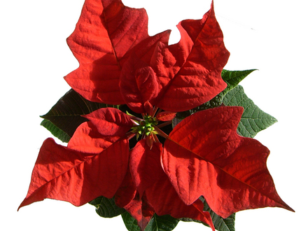 Poinsettia (Euphorbia pulcherrima)