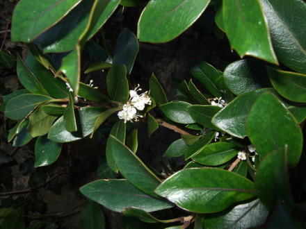 Osmanthus burkwoodii (Osmanthus x burkwoodii (Osmanthus))