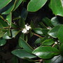 Osmanthus_flower