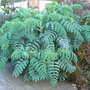 Melianthus major (Melianthus major)
