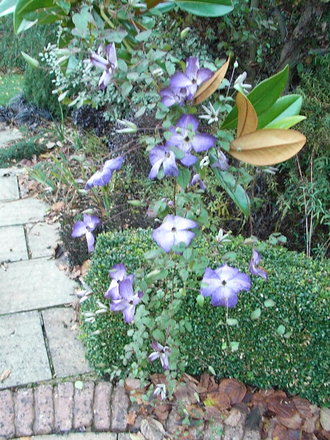Clematis viticella 'Venosa Violacea' 2 (Clematis viticella 'Venosa Violacea')