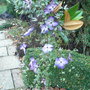 Clematis_viticella__venosa_violacea_