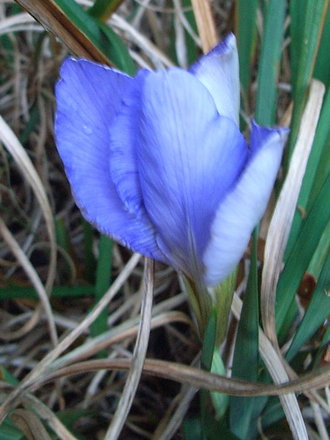 Iris unguicularis (Iris unguicularis)
