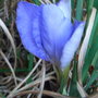 Iris_unguicularis