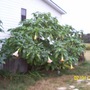 YELLOW ANGEL TRUMPET