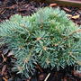 Abies concolor 'Slama' (Abies concolor)