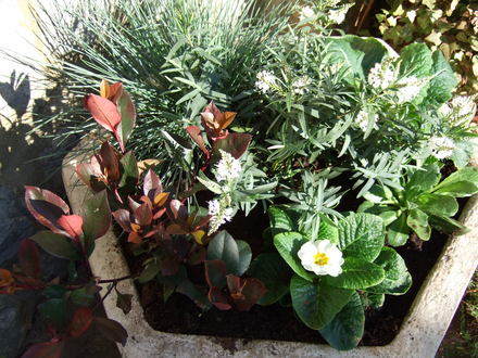 Tub with Photinia 'Little Red Robin' (Photinia)