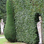 Chatsworth_hedges2