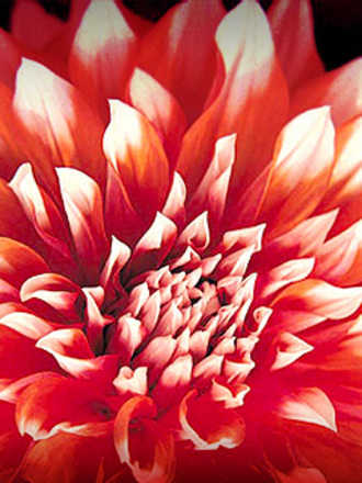 Dahlia