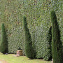 Chatsworth_hedges