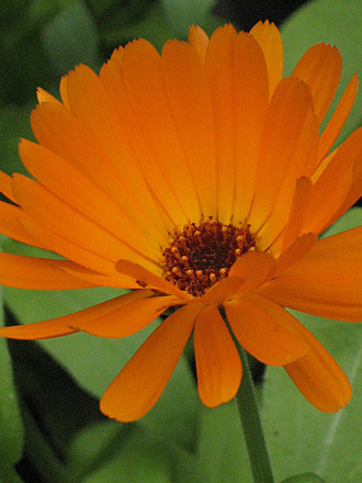 Orange Calendula (Calendula officinalis (English marigold))
