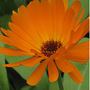 Calendula officinalis