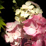 hydrangea -close up and intimate! (hydrangea)