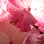hydrangea - really up close! (hydrangea)