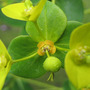 Euphorbia2