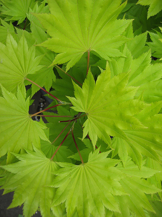 Fresh green Maple! (Acer palmatum (Japanese maple))