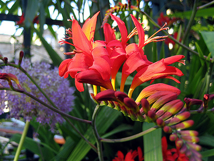 Crocosmia 'Lucifer' (crocosmia 'lucifer')