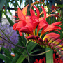 crocosmia 'lucifer'