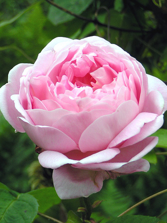Constance Spry (Rosa multiflora (Rose))
