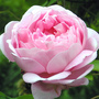 Rosa_constance