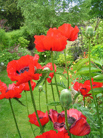 View down the garden through the poppies.... (Papaver orientale (Oriental poppy))