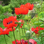 Poppies