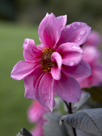 Dahlia fascination (Dahlia Fascination)