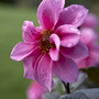 Dahlia fascination (Dahlia Fascination)