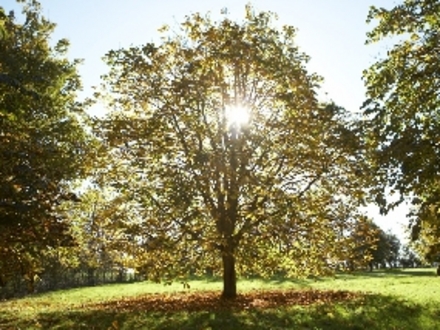 Chestnut in Autumn (Aesculus hippeastrum)