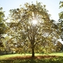 Chestnut in Autumn (Aesculus hippeastrum)