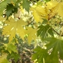 Acer Cappadoccicum (Acer capadoccicum)