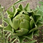 artichoke
