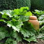 rhubarb with forcer
