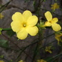 Winter_jasmine_flower