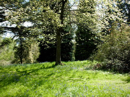 Bluebell time