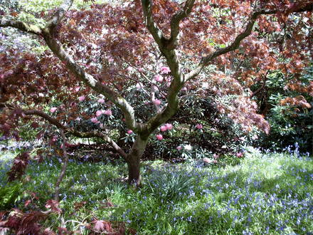 Beautiful Prunus in wild garden.